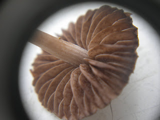 mushroom mottled panaeolus fungi swansea mottling gills characteristic brown