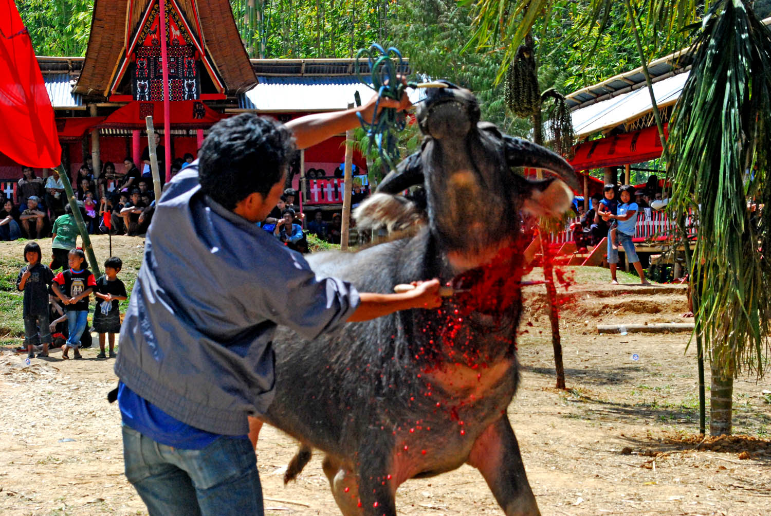 Inhumane Slaughter