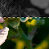 jcrop image crop in mvc asp.net
