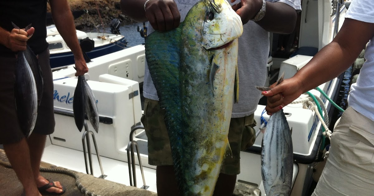 Clure Fishing Chaters Kauai Hawaii Caught 8/8/12 Mahimahi