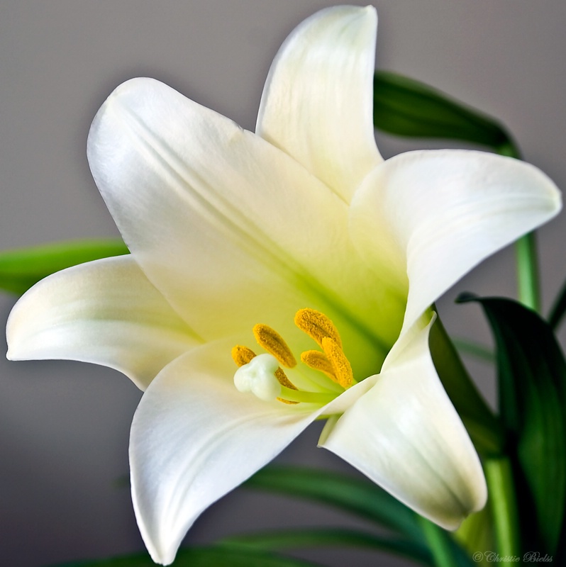 number 16 all about easter lilies number 16 all about easter lilies