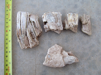 fossilized horse teeth and rib fragment