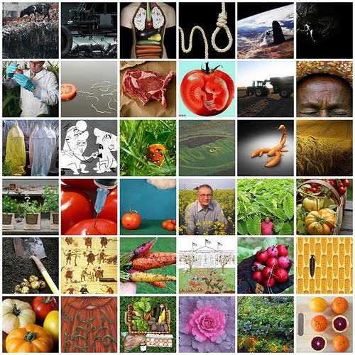 Genetically+modified+food+graphs