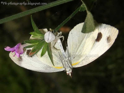 Small Cabbage White Butterfly