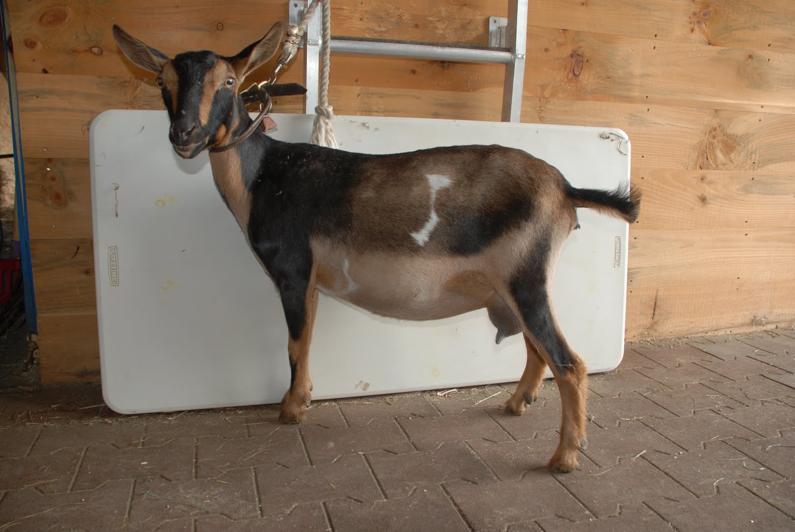 Life in the Goat Lane Goat Hair Cuts