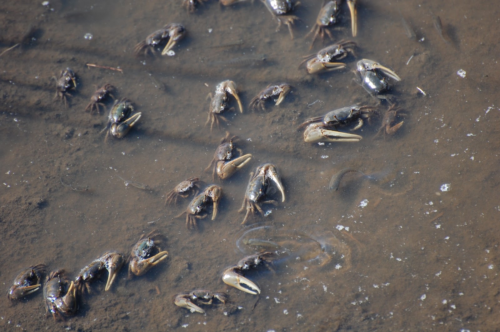 Urban Wildlife Guide Fiddler Crabs