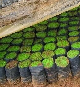 Penggunaan Paranet Untuk Pembenihan Jabon - Jual Paranet (Shading Net)