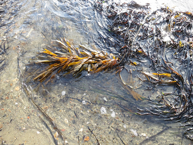 Wrack and eel grass being pushed out of the sea by the edge of the tide