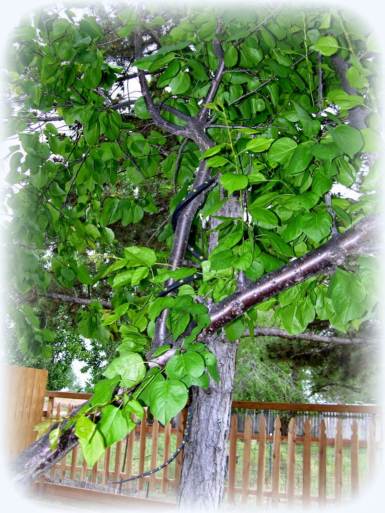 Crafty Home Cottage: Beware of Friends Bearing Gifts :)