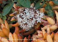 Graptopetalum rusbyi