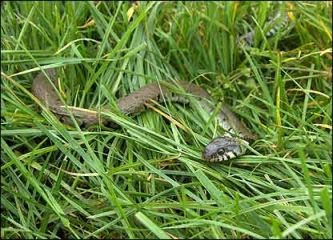 snake_grass.jpg