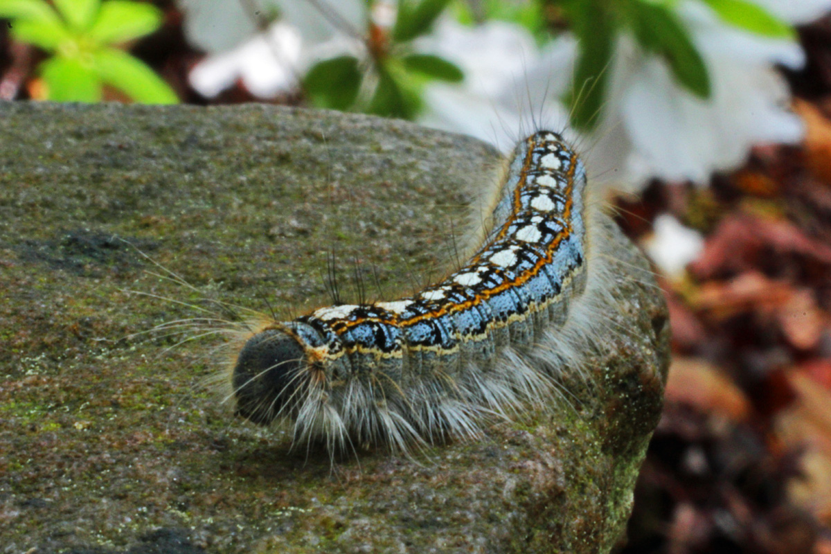 The Adventures of Bushwhack Jack Creepy Crawly