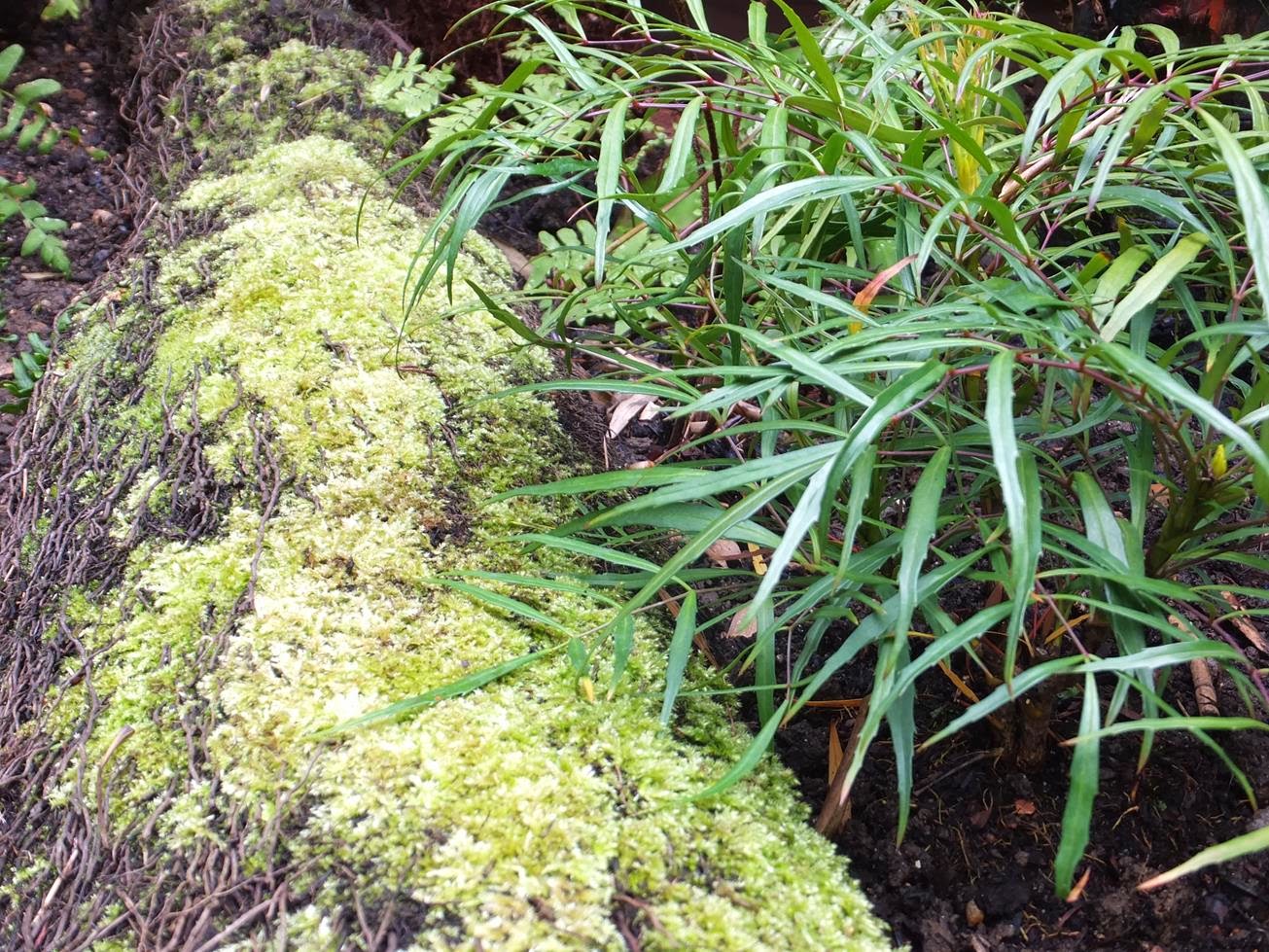 Plant Focus Mahonia Soft Caress Plant Something Oregon