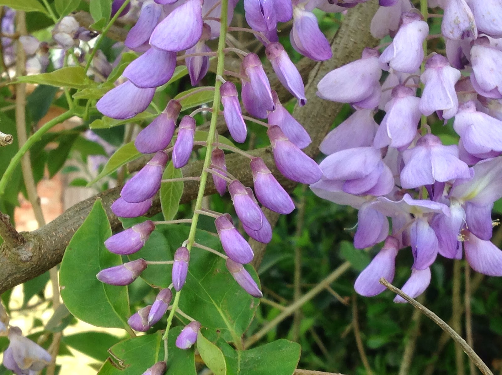 From Scratch Lilacs Lilacs Lilacs