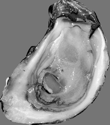 a oyster
