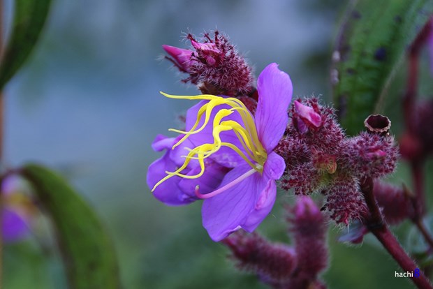 [Image: hoa-mua-tim-ngat-troi-tay-bac-7.jpg]