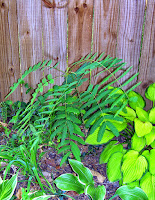 Persian silk tree grown from seed in the ground, 4 months old