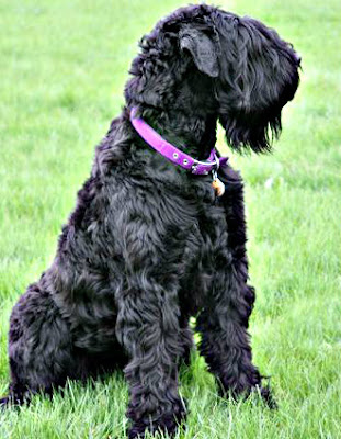 Black-Russian-Terrier-Dog.jpg