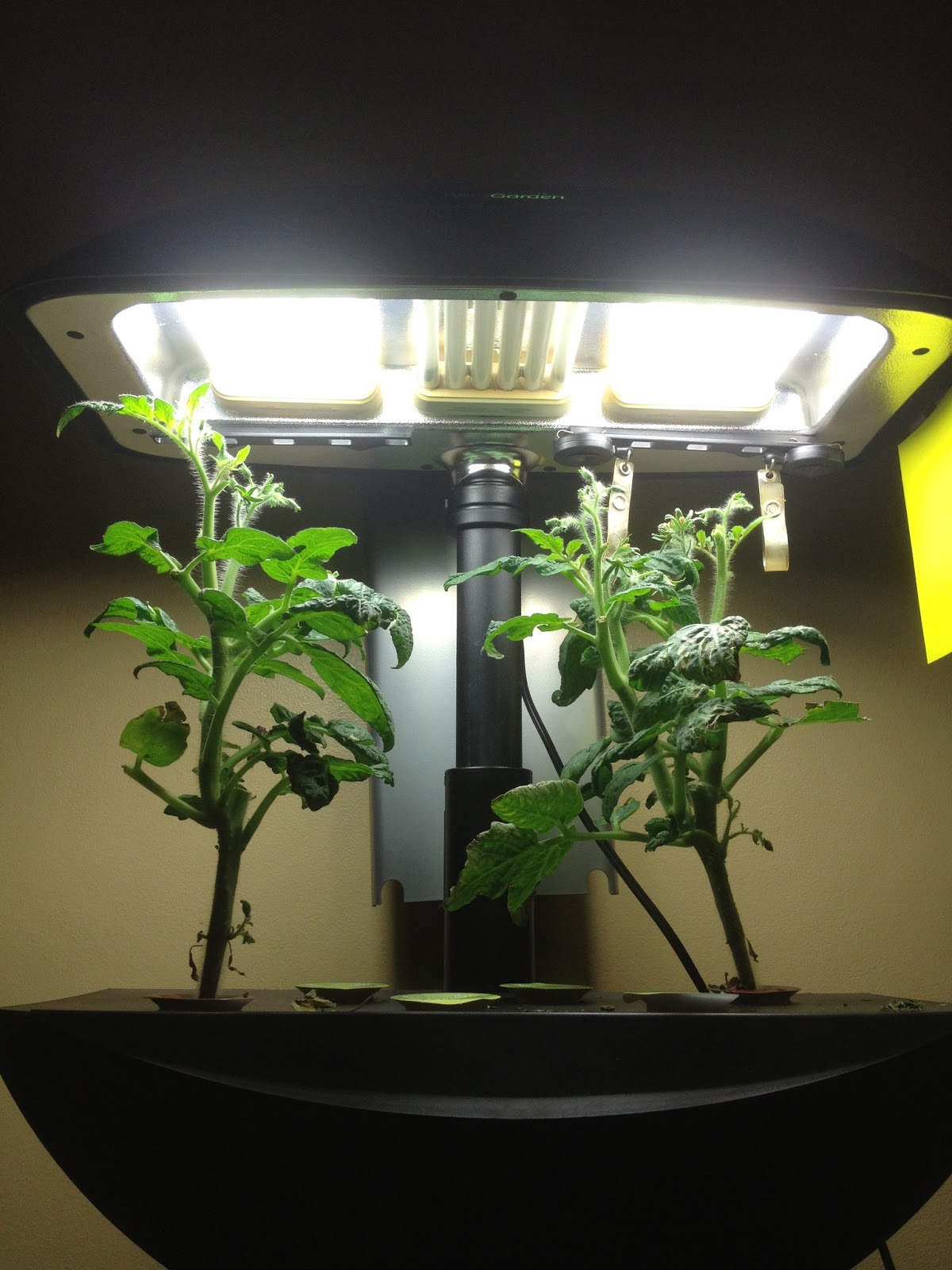 Root rot in the Aerogarden? Day 56 Indoor Gardening My Aerogarden