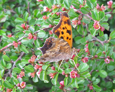 Eastern Comma, Polygonia comma 7