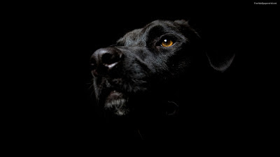 DOG BLACK WALLPAPER
