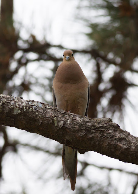 Mourning Dove - Central Park, New York Mourning Dove - Central Park, New York