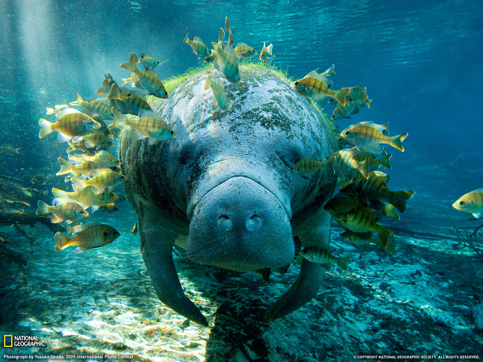 HIGH DEFINITION NAT GEO WALLPAPERS ~ Hd Wallpapery