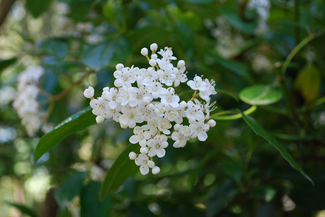 Worcester College Gardeners 2009 2018 Viburnum Plicatum Mariesii