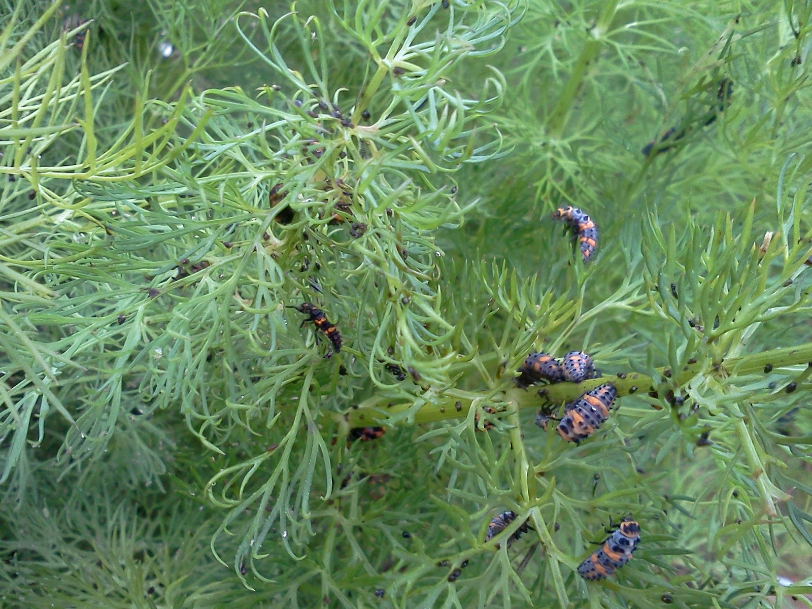 Monument Market Blog Organic Pest Control Class 5/19