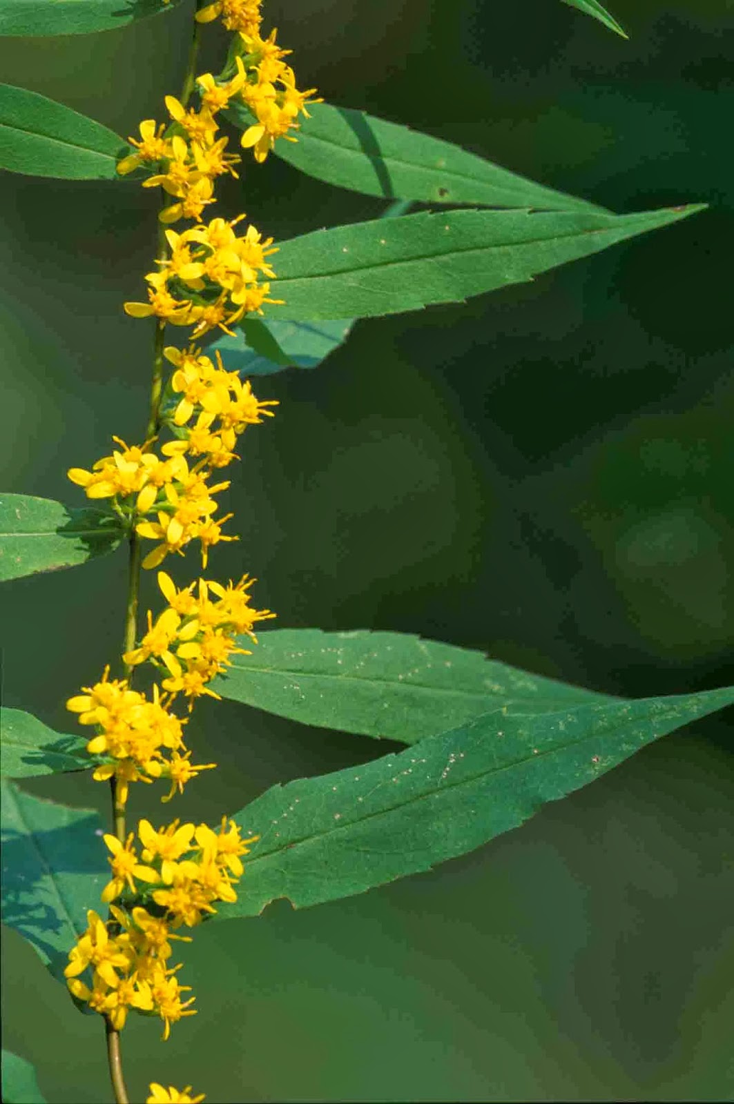 Kentucky Native Plant and Wildlife Plant of the Week Bluestemmed