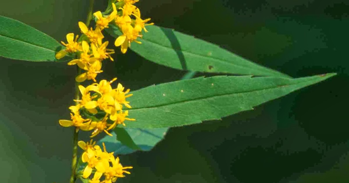 Kentucky Native Plant and Wildlife Plant of the Week Bluestemmed