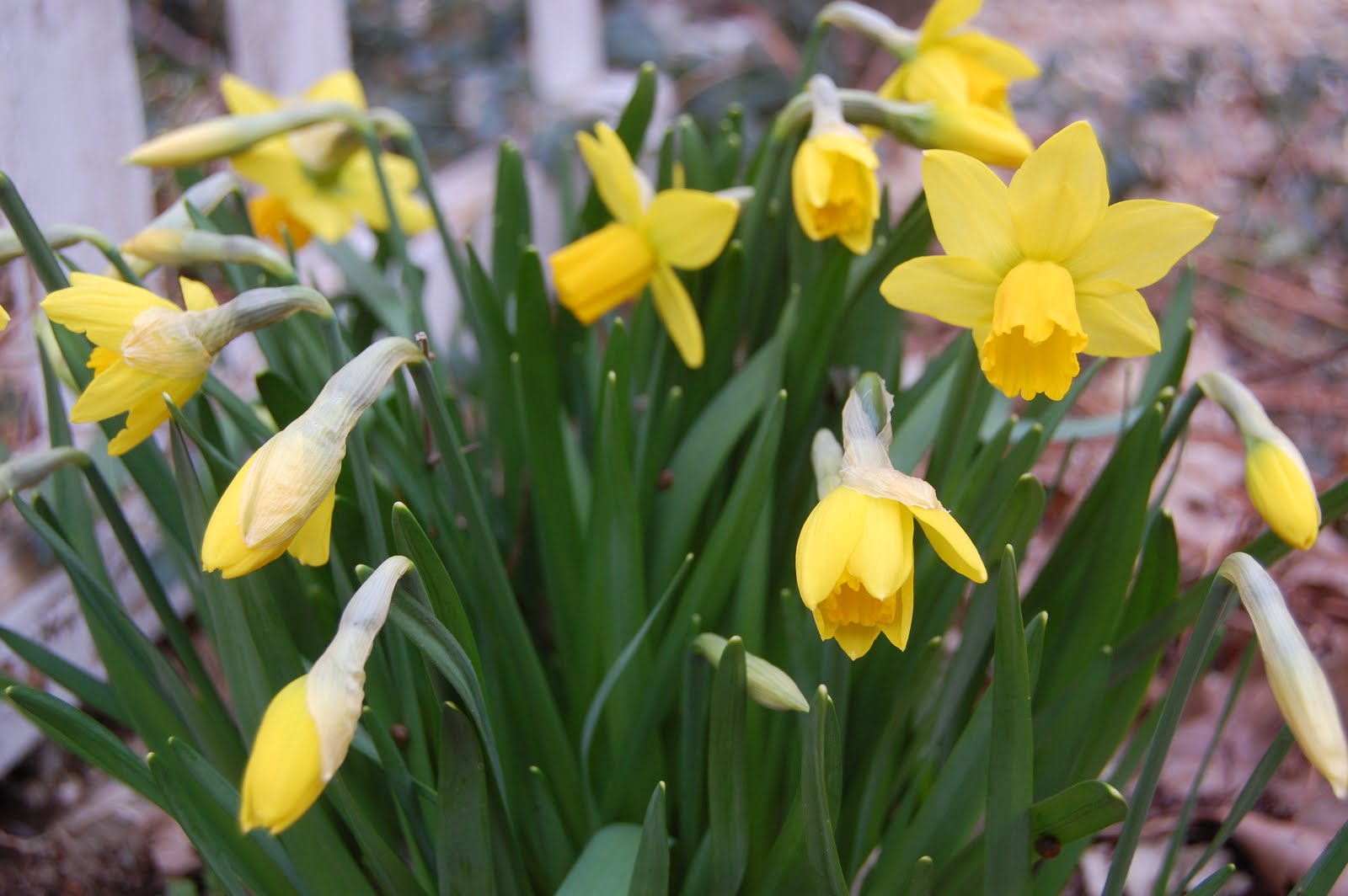 Sprouts My Daffodils Bloomed