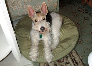 I think Florida weather agreed with Sweetpea, our thirteen-year-old wire fox terrier. Her arthritis improved to the point that she walked like a youngin again. A few days upon returning from our trip, her lungs started gurgling. We found out that she has congestive heart failure. My husband has another week of vacation coming up. We're trying to decide whether she can handle one more trip, as she did so well and seemed so happy.