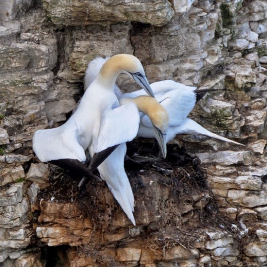 adult gannets on nest adult gannet grooming his mate