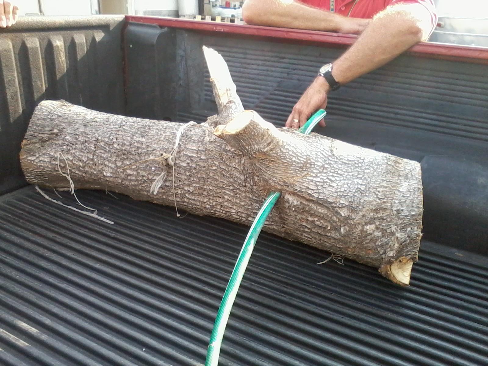 busplunge Tornado Photo Garden Hose in a Tree