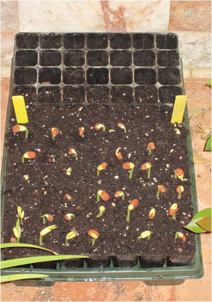 Feijão verde extra-longo, variedade Bean Yard Long - Metro Rouge