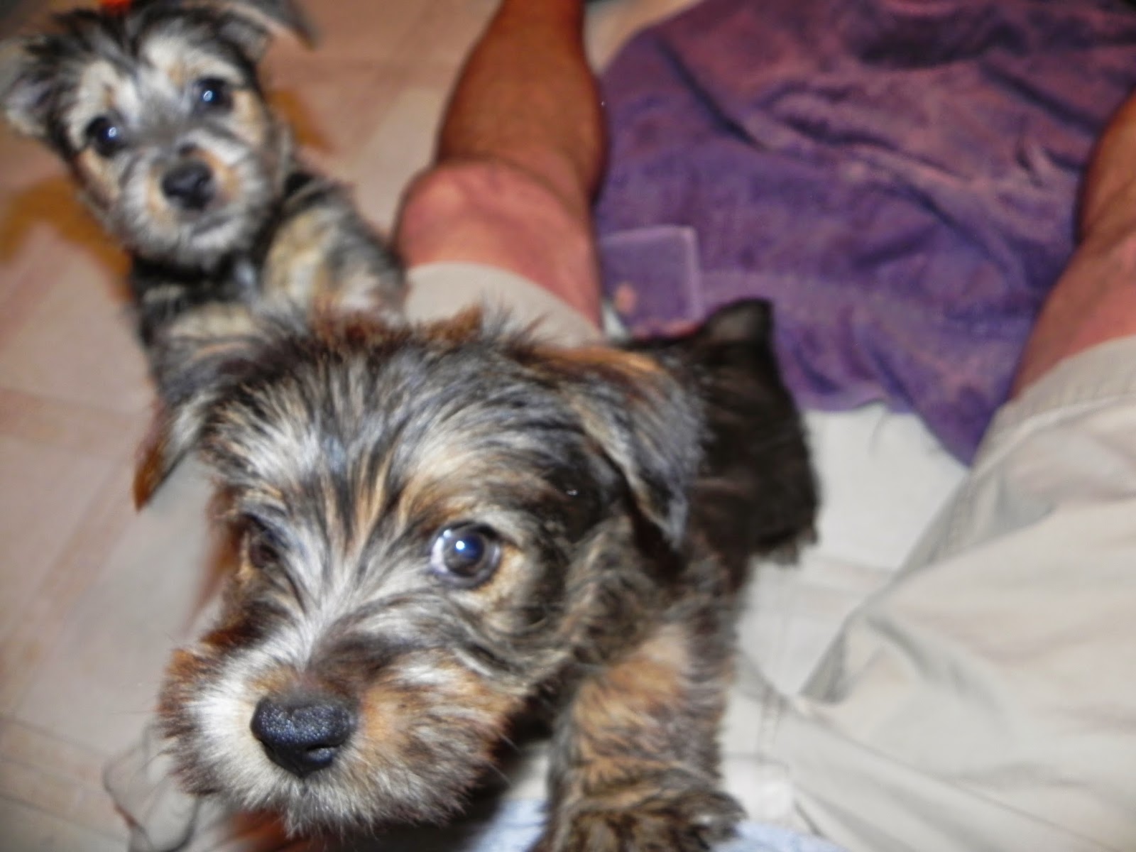 White Diamond Terriers Nicki's Norwich puppies, 8 1/2 weeks old now
