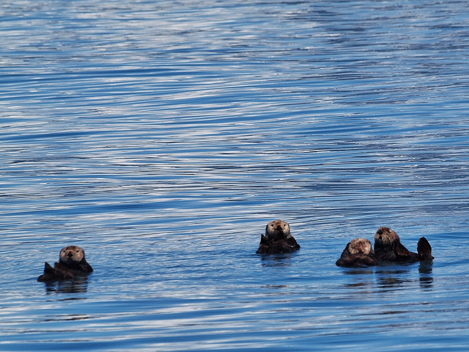 Otter,, #alaska #resurrectionbay #kenai 2013 #otter family Otter,, #alaska #resurrectionbay #kenai 2013 #otter family