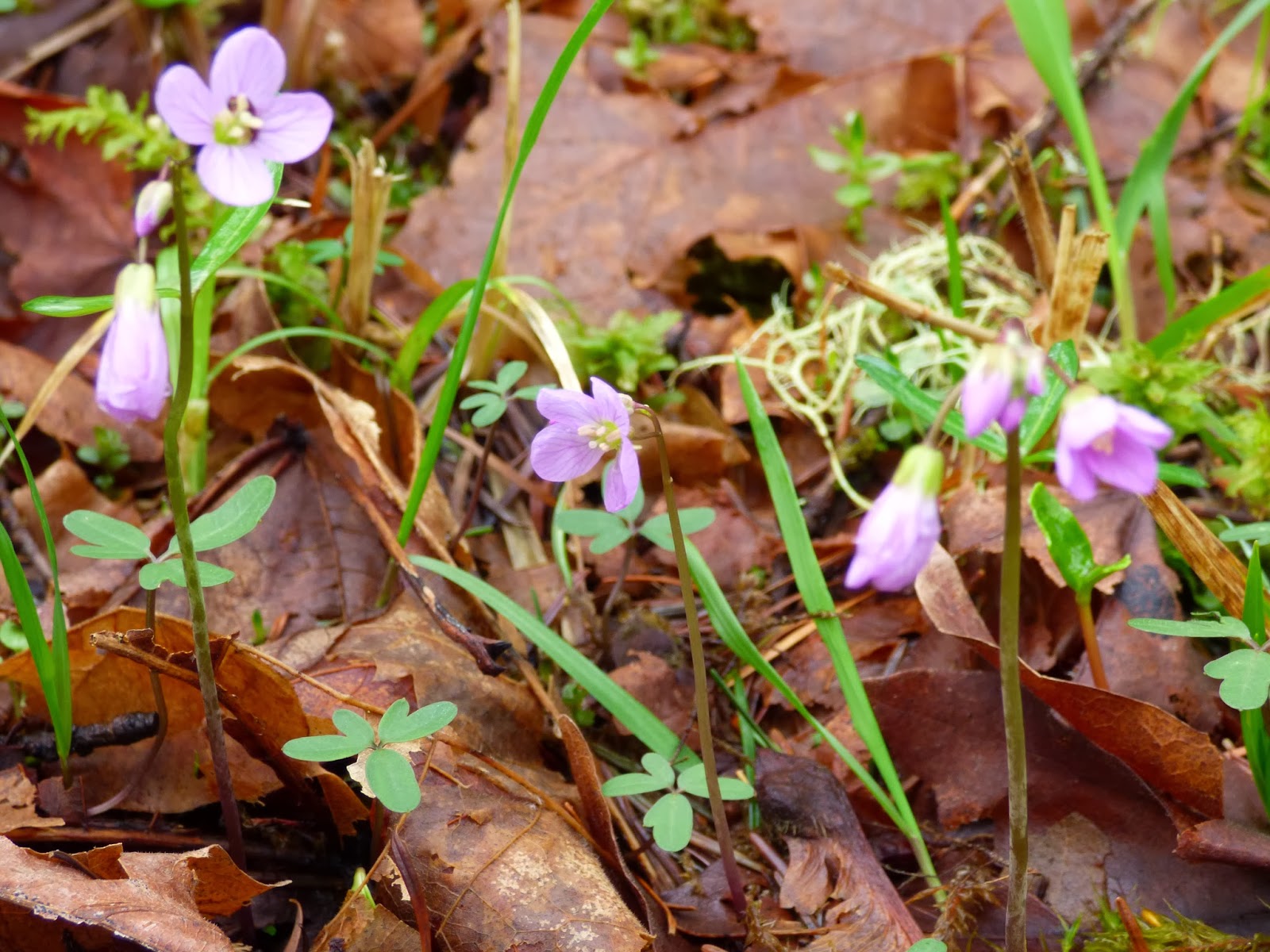 Wildflowers Spring Woodland Wildflowers