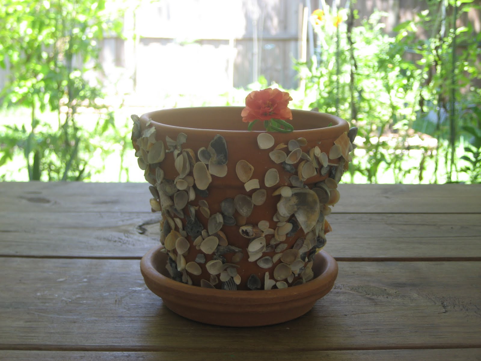 Shell Pots