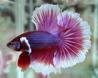Ikan Hias Air Tawar yang Mudah Dipelihara di Akuarium Ikan Hias Air Tawar yang Mudah Dipelihara di Akuarium