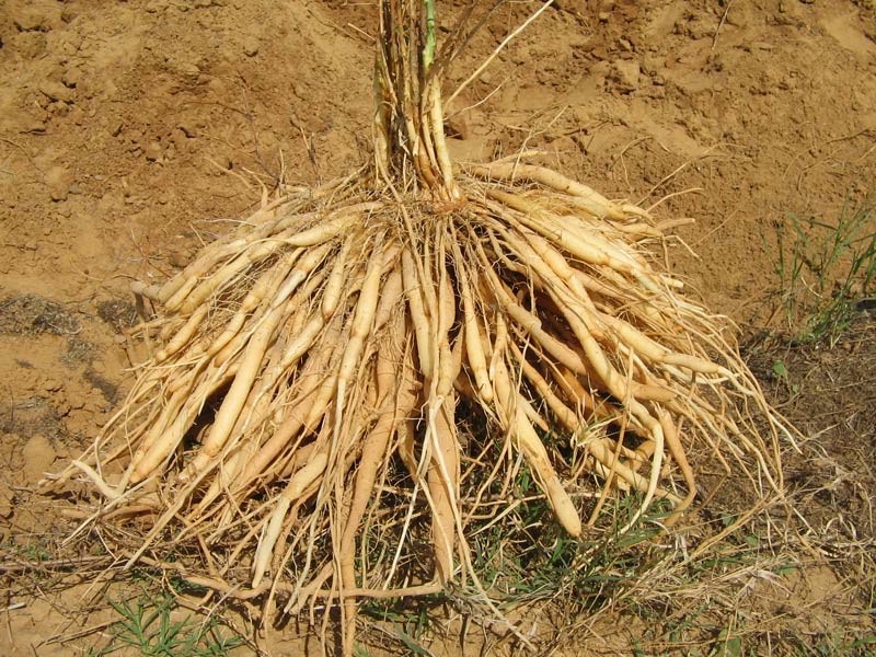 Shatavari (Asparagus Racemosus) Overview, Health Benefits, Side effects