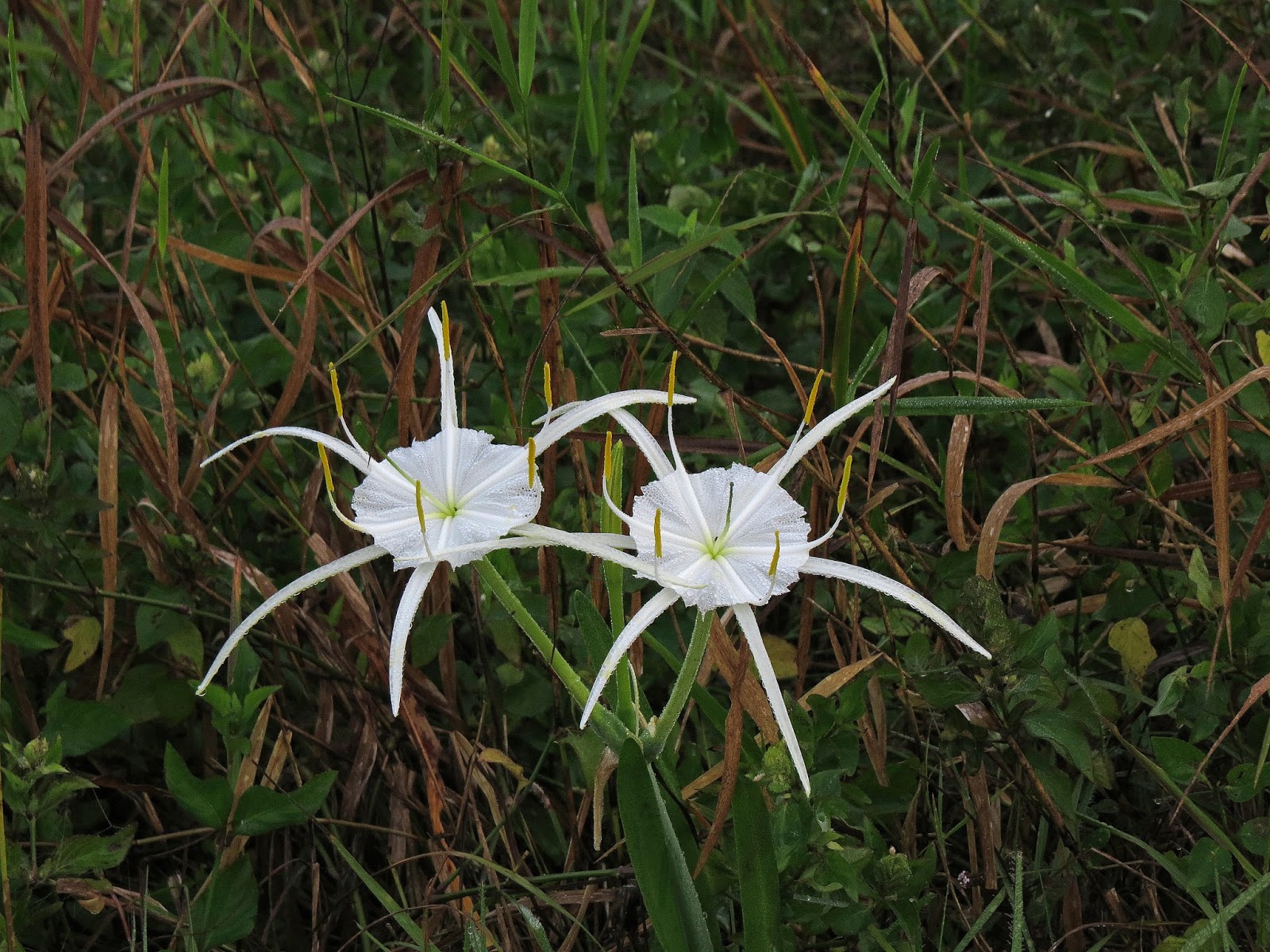 Around the Bend A Florida White Lily Trifecta