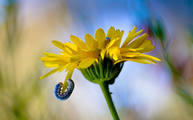 Oruga en la flor amarilla by Fabien Bravin