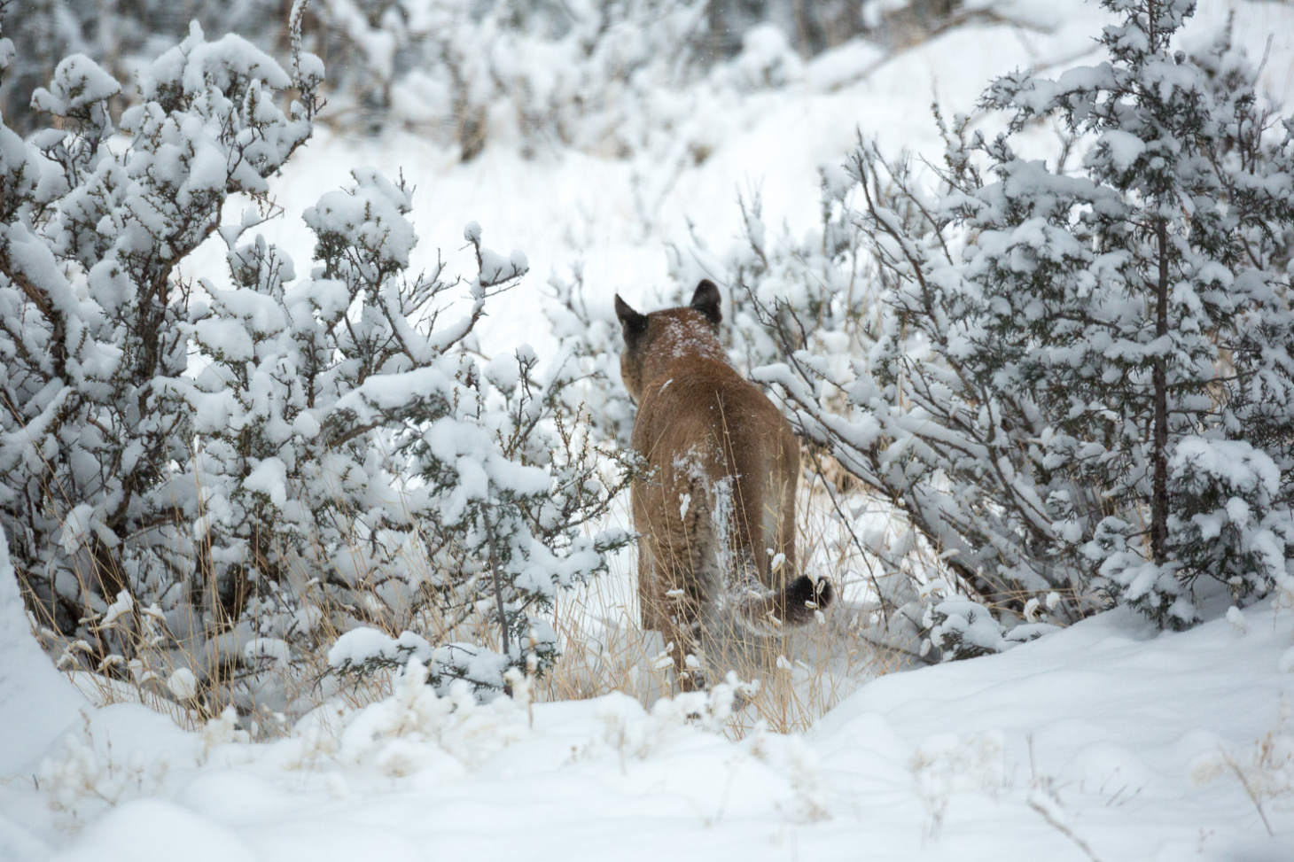 A Lion in Winter - Virtual Mirage