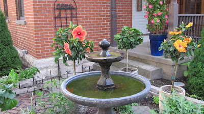 hibiscus 2