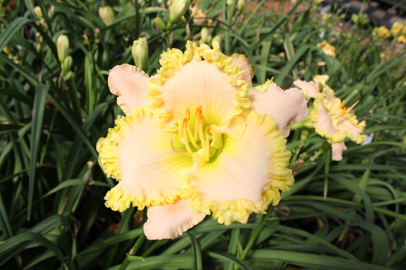 Lewis Daylily Garden Larry Grace's daylilies