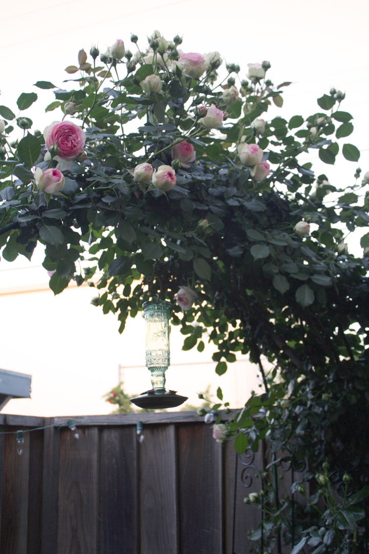 My Romantic Home My Eden Roses are blooming! Show and Tell Friday