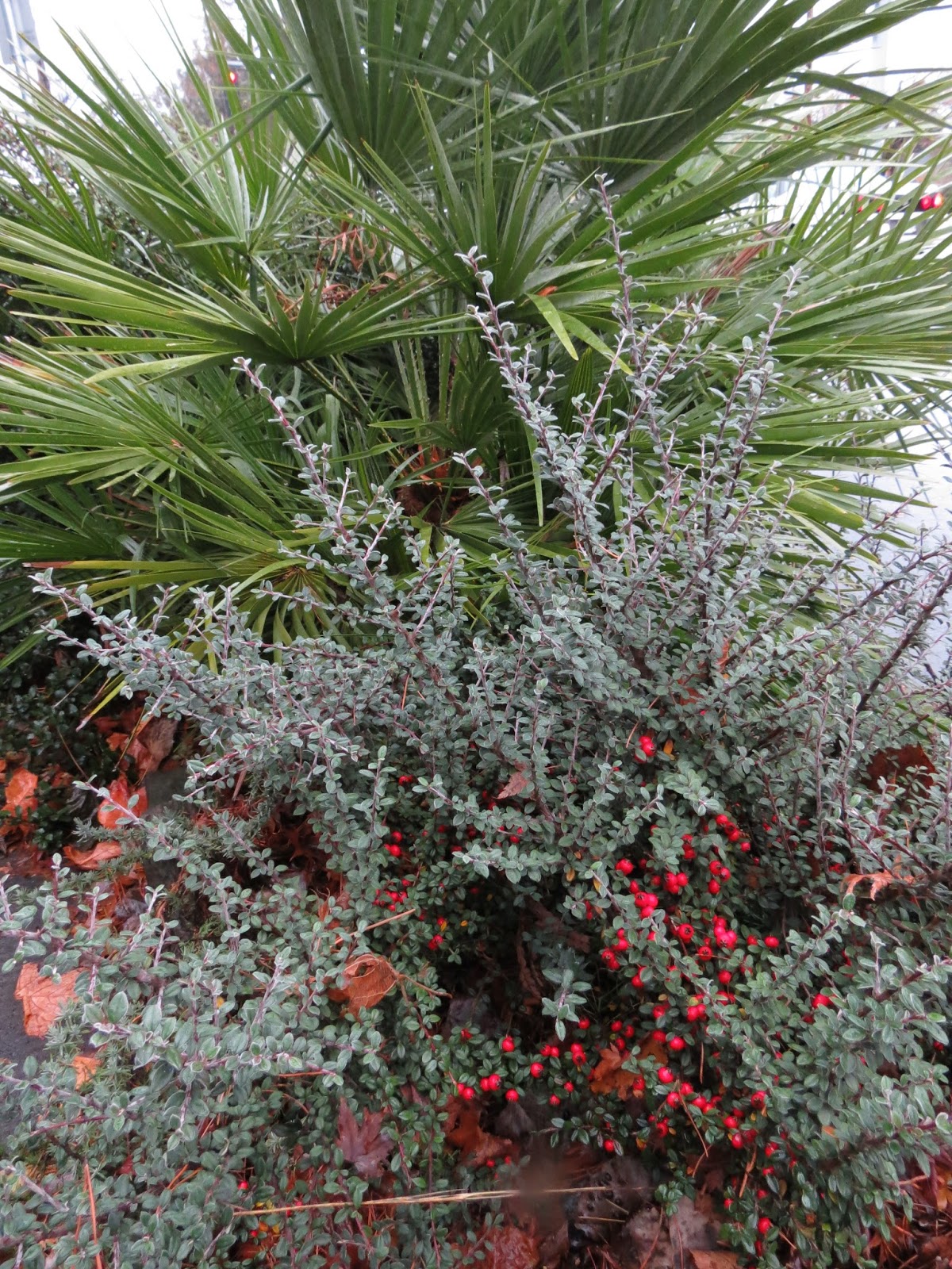 Garden Adventures For Thumbs Of All Colors Container Gardens