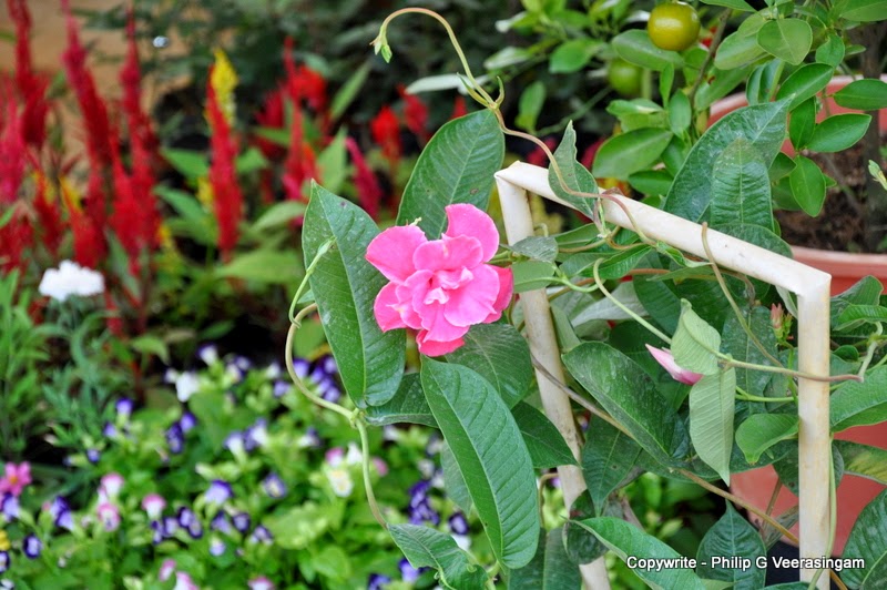 Images of Sri Lanka on Flower plants for sale, 'Waters